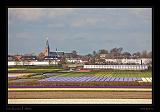 Keukenhof Hollandia 066